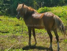 Продаётся лошадь 🐎 