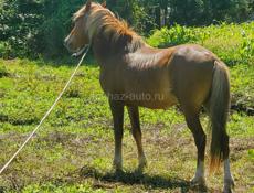 Продаётся лошадь 🐎 