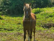 Продаётся лошадь 🐎 