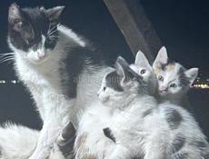 Котята 