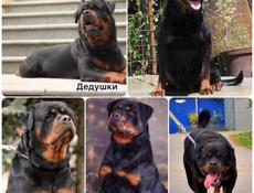 Высокопородные щенки с документами ротвейлер 