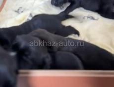 Кони Корсо 