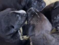 Кони Корсо 