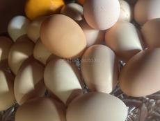 Продаются цыплята мясо-яичной породы плимутрок адлеровская серебристая кучинская юбилейная 