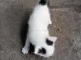 Котенок 