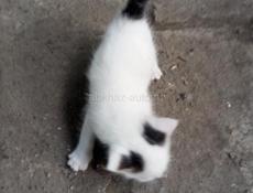 Котенок 