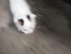 Котенок 
