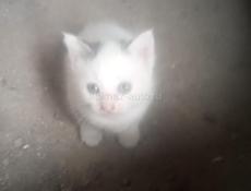 Котенок 