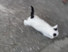 Котенок 