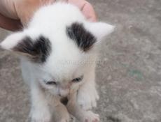 Котенок 