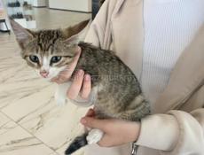 Отдам в добрые руки