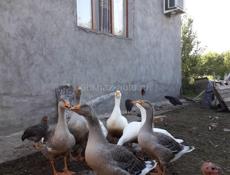 Продам гусей,индюков,цыплят