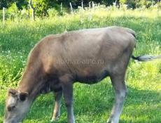Продается телка 65 70 килограмм