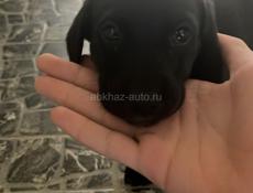 Отдам в добрые руки !!!!