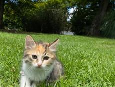 отдам котенка