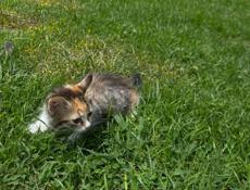 отдам котенка