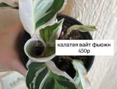 комнатные растения 