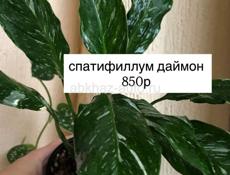 комнатные растения 