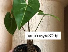 комнатные растения 