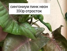 комнатные растения 