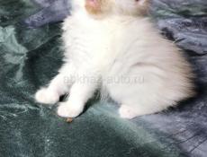 Котята Мейн Кун