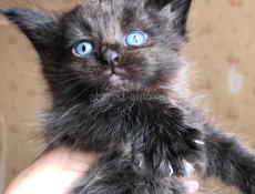 Котята Мейн Кун
