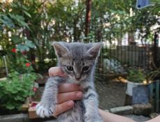 Отдам в добрейшие руки котяток