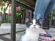 Отдам в добрейшие руки котяток