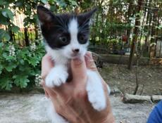 Отдам в добрейшие руки котяток