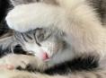Котенок ищет семью