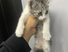 Котенок ищет семью