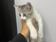 Котенок ищет семью