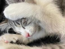 Котенок ищет семью