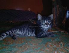 две кошечки