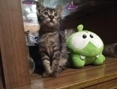 две кошечки