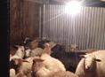 Овцы🐑
