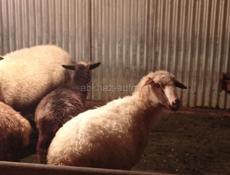 Овцы🐑