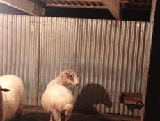 Овцы🐑