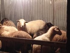 Овцы🐑