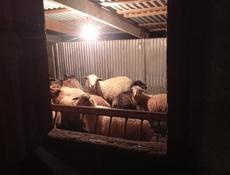 Овцы🐑