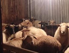Овцы🐑