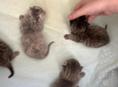 Кошки чистокровные 