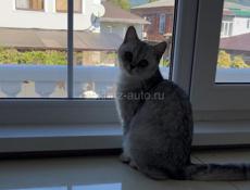 Кошки чистокровные 