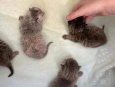 Кошки чистокровные 