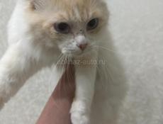 Кошки чистокровные 