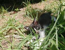 Котёнок ищет дом 🏡