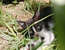 Котёнок ищет дом 🏡