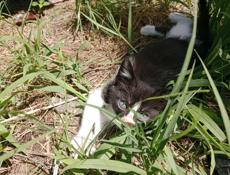 Котёнок ищет дом 🏡