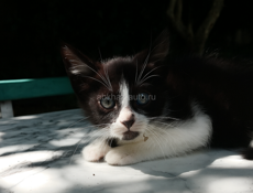 Котёнок ищет дом 🏡