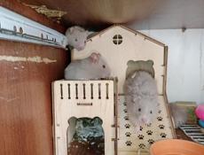 Хомяки 🐹